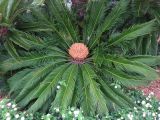 Cycas revoluta. Растение со спорофиллами. Монако, Японский сад. 09.07.2016.