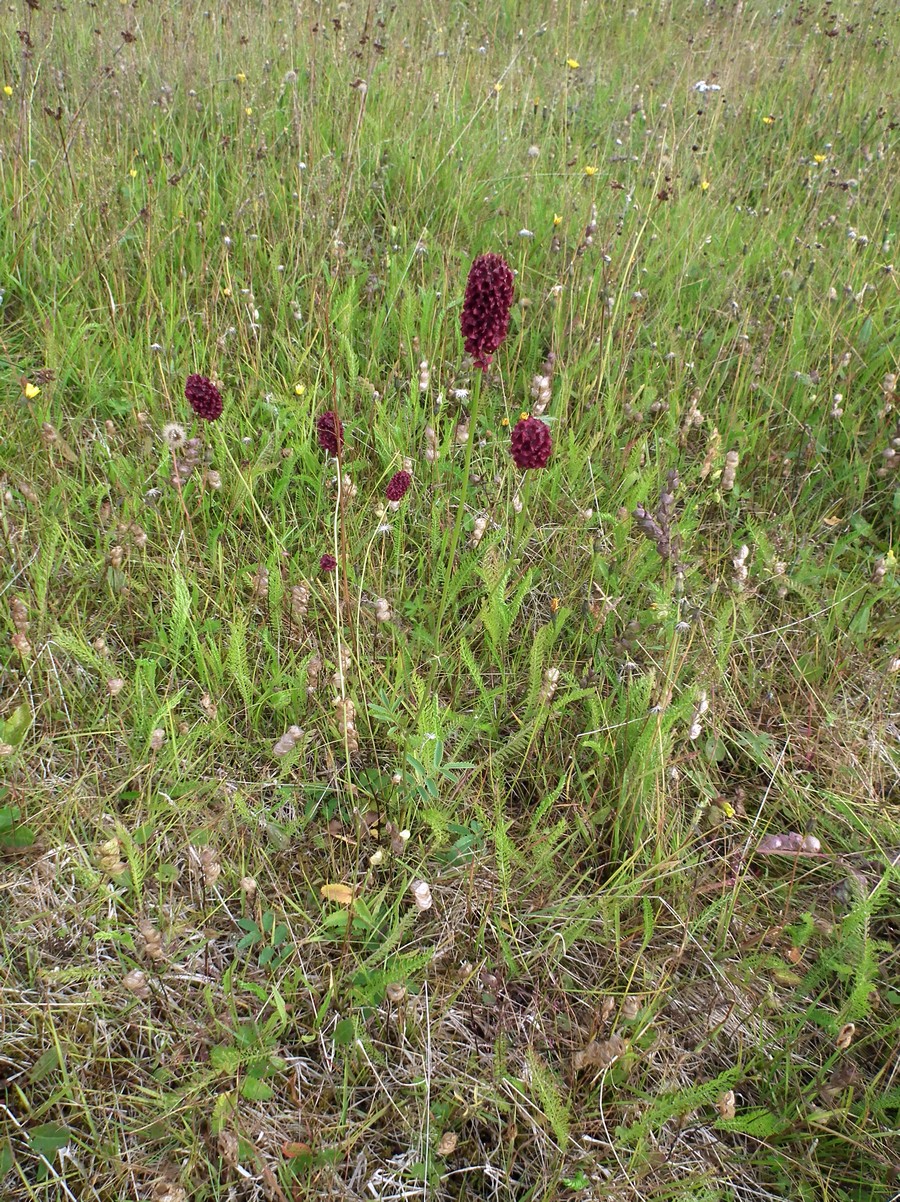 Изображение особи Sanguisorba officinalis.