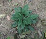 Erysimum aureum