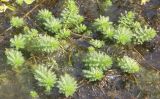 Myriophyllum verticillatum. Вегетирующее растение на отмели после спада воды. Санкт-Петербург, Лисий Нос, мелководье Финского залива. 16.08.2006.