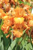 Iris × hybrida. Цветки. Южный берег Крыма, Никитский ботанический сад, выставка ирисов. 15 мая 2014 г.