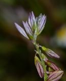 Polygala monspeliaca. Верхушка соцветия. Израиль, Верхняя Галилея (восточная часть), гора Адмон, подножие склона южной экспозиции. 16.04.2015.