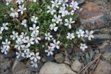 Gypsophila violacea. Цветущее растение. Магаданская обл., Колымское нагорье, склон сопки Беличья близ пос. Ягодное. 19.07.2009.