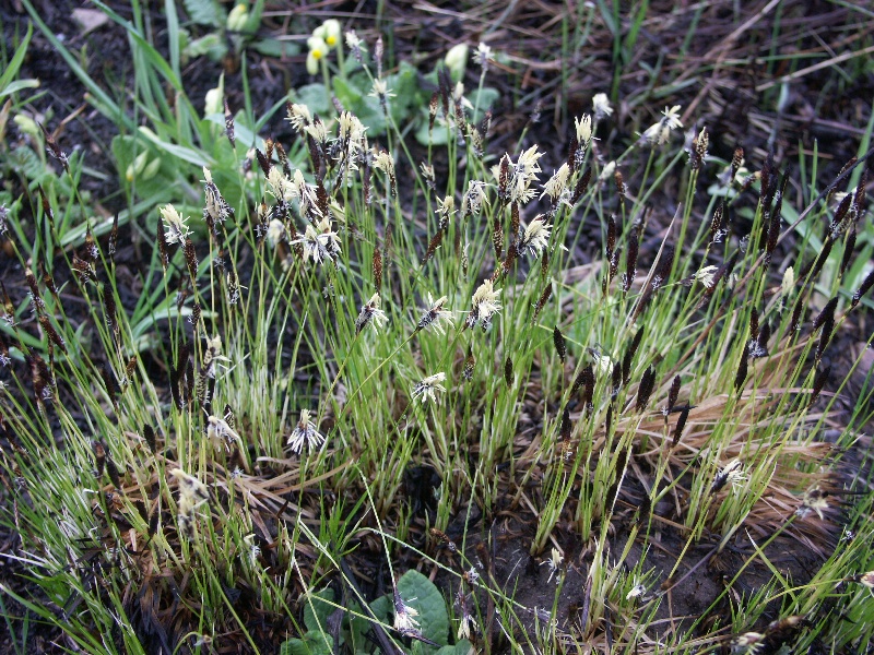 Изображение особи Carex montana.