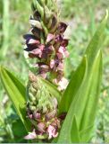 Anacamptis coriophora