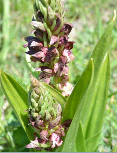 Изображение особи Anacamptis coriophora.