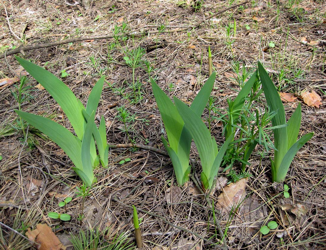 Изображение особи Iris hungarica.