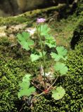 Geranium rotundifolium