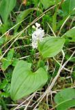 Maianthemum dilatatum