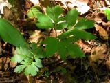 Pleurospermum austriacum. Молодое растение. Беларусь, Гродненская обл., Новогрудский р-н, Кошелевский сельсовет, окр. дер. Чемеровка, ельник. 24.07.2015.