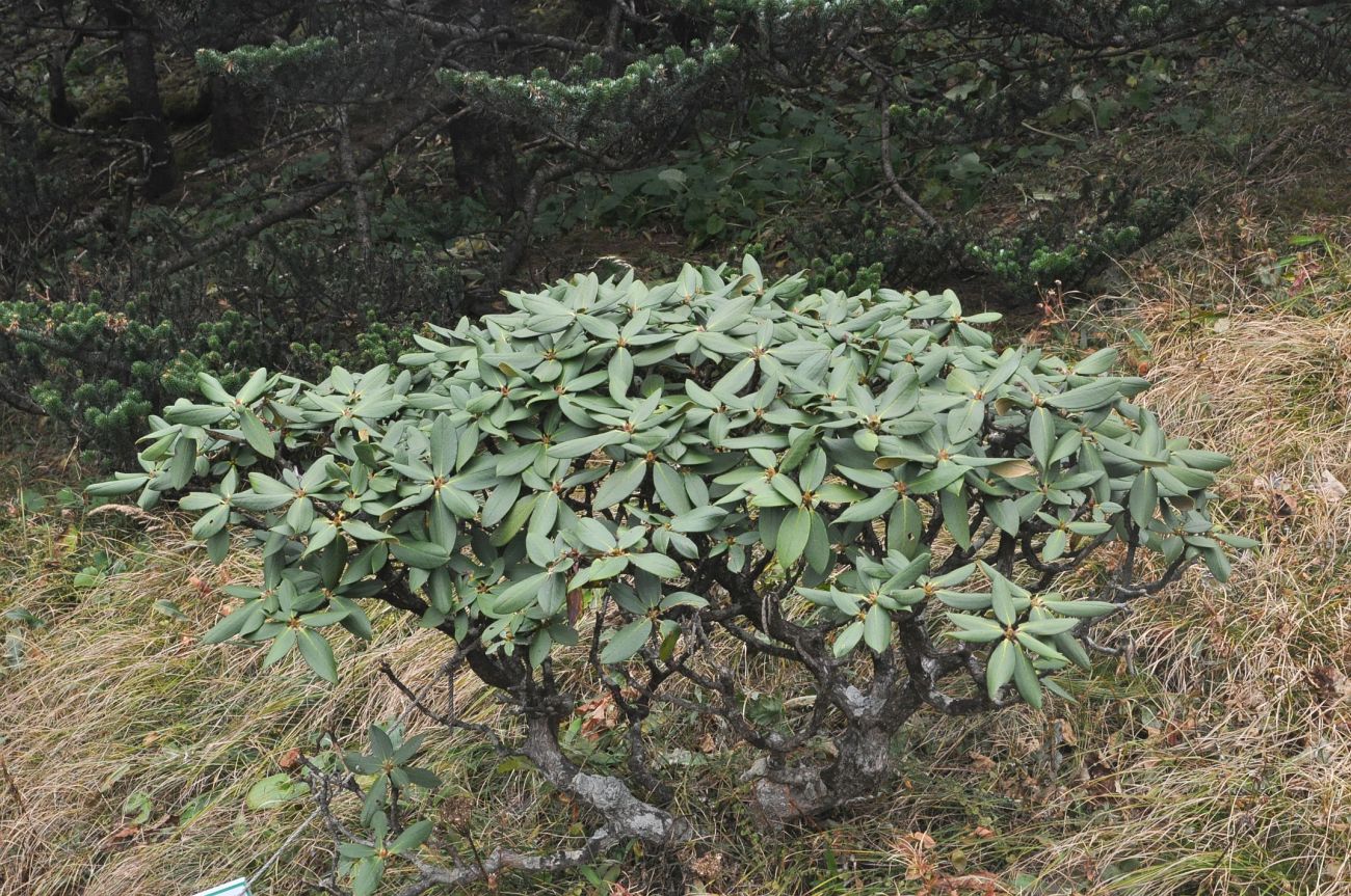 Image of Rhododendron taliense specimen.