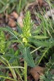 Pedicularis sibthorpii