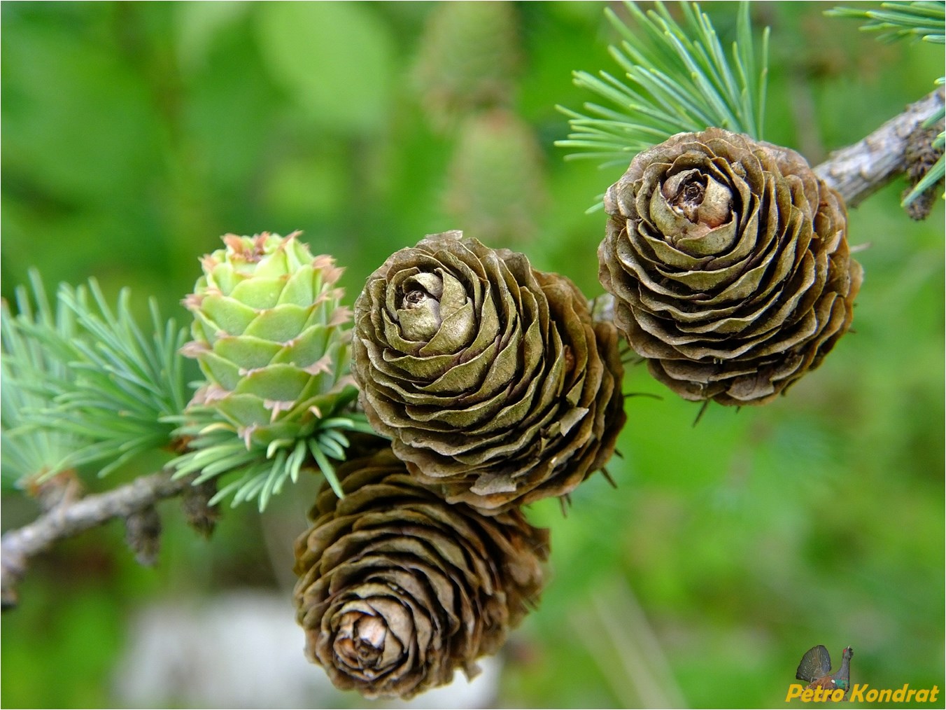 Изображение особи Larix kaempferi.