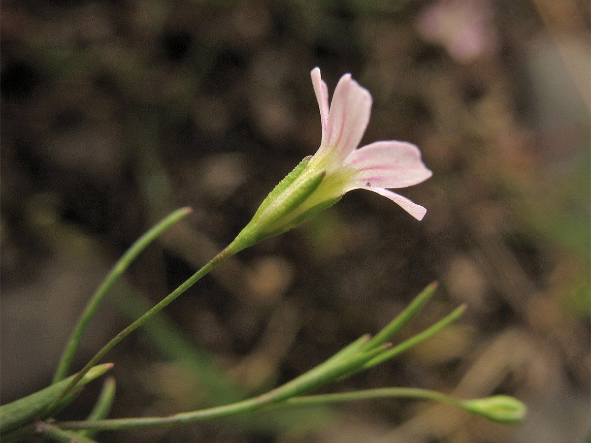 Изображение особи Psammophiliella muralis.