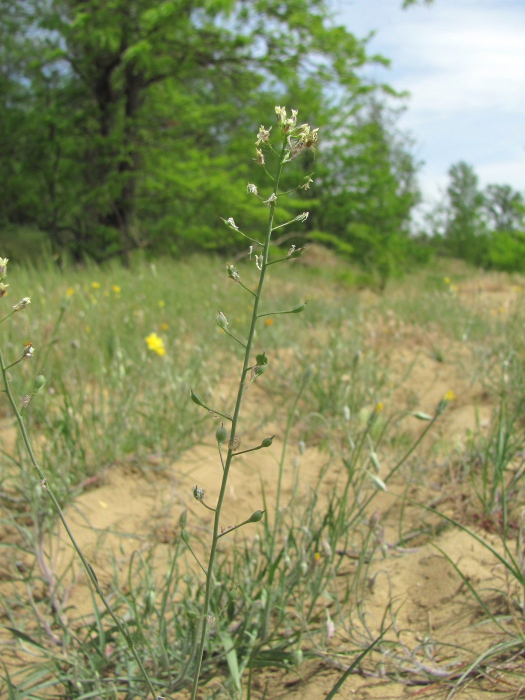 Изображение особи Camelina rumelica.