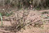 Erigeron acris. Цветущее и плодоносящее растение. Псковская обл., Гдовский р-н, дер. Лунёвщина, берег Чудского оз., песчаный пляж. 29.09.2018.