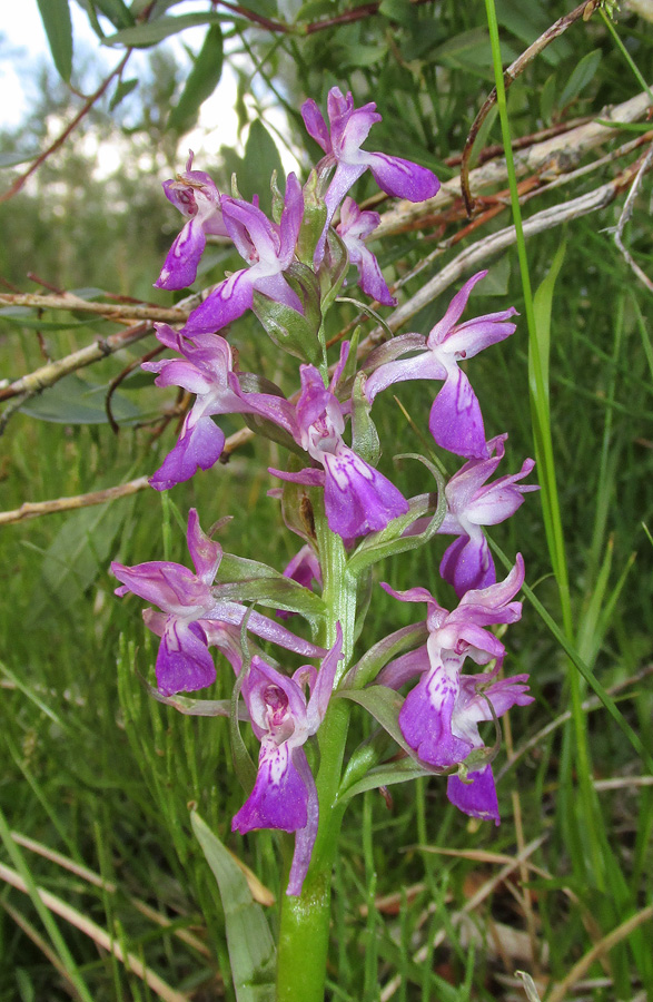 Image of Dactylorhiza salina specimen.