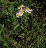 род Chrysanthemum