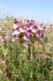 Pedicularis interioroides