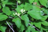 Lonicera chrysantha. Часть ветви с соцветиями. Приморский край, окр. г. Владивосток, в дубовом лесу. 20.05.2020.