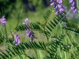 Vicia tenuifolia. Верхушка вегетирующего побега. Пермский край, г. Пермь, Кировский р-н, суходольный луг вдоль склона песчаного карьера. 16.06.2020.