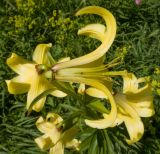 Lilium monadelphum. Цветок с удалённой долей околоцветника. Краснодарский край, Апшеронский р-н, гора Черногор, платообразная вершина, ≈ 1750 м н.у.м., субальпийский луг на карсте. 27.06.2020.