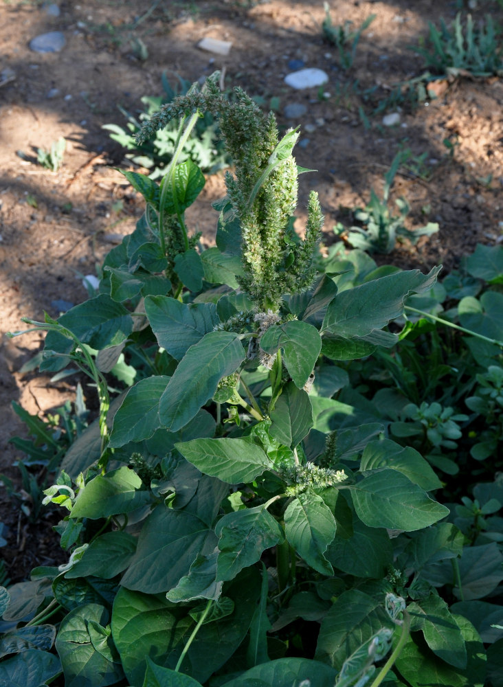 Изображение особи Amaranthus retroflexus.