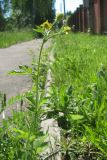 Geum aleppicum