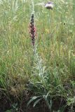 Echium popovii