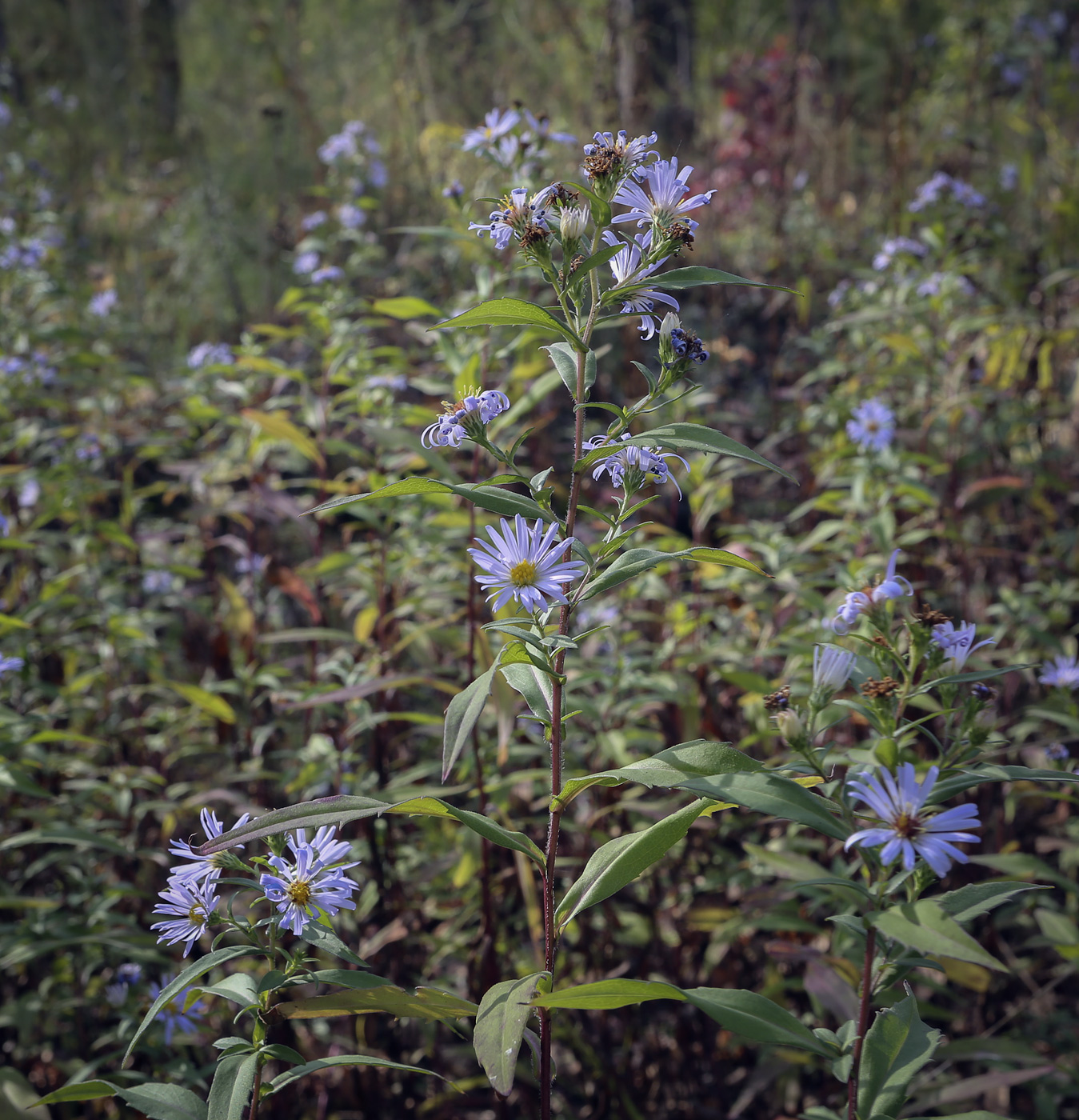 Изображение особи род Symphyotrichum.