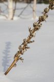 Solidago virgaurea. Часть прошлогоднего сухого отплодоносившего побега. Башкортостан, Белорецкий р-н, Николаевский сельсовет, разреженный березняк на подходах к горе Большой Кумардак. 23 февраля 2023 г.