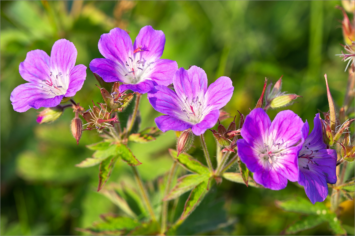 Изображение особи Geranium sylvaticum.