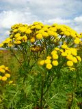 Tanacetum vulgare