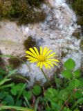 Doronicum orientale