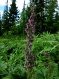 Aconitum bujbense