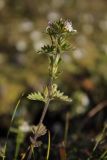 Euphrasia brevipila. Растение с цветками и завязавшимися плодами. Мурманск, сопка Горелая, замшелая луговина в лесотундре около развалин дома. 19.08.2008.