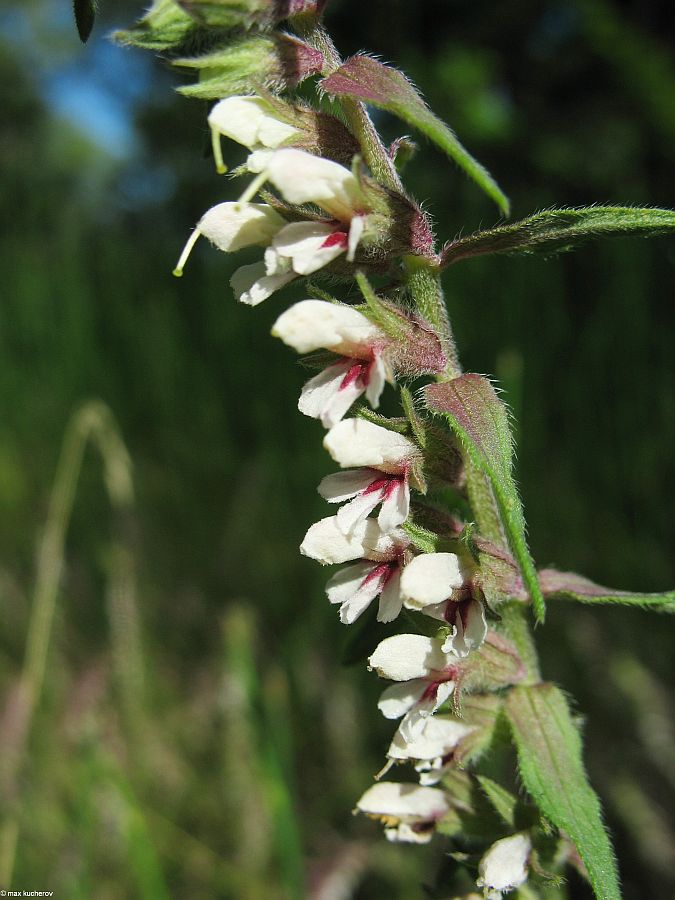 Изображение особи Odontites vulgaris.