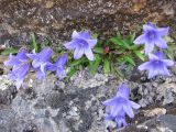 Campanula dasyantha. Цветущие растения. Тува, хр. Обручева, р. Сынак. 15.07.2010.