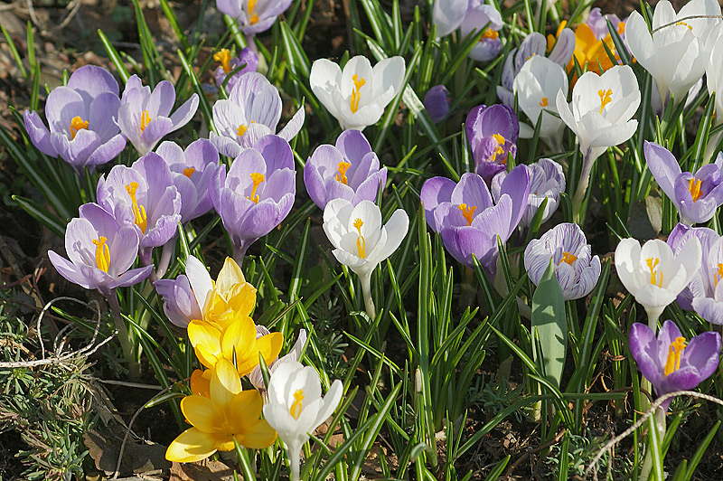 Изображение особи Crocus vernus.