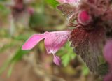 Lamium purpureum