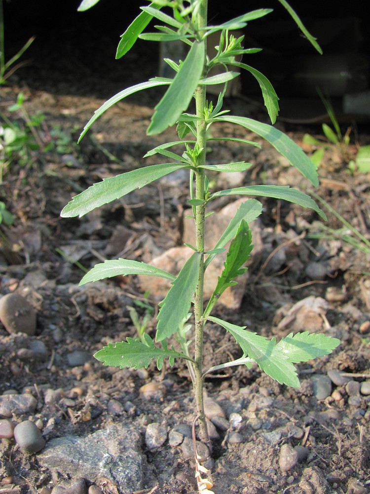 Изображение особи Lepidium densiflorum.