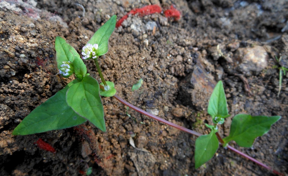 Изображение особи Cephalophilon nepalense.