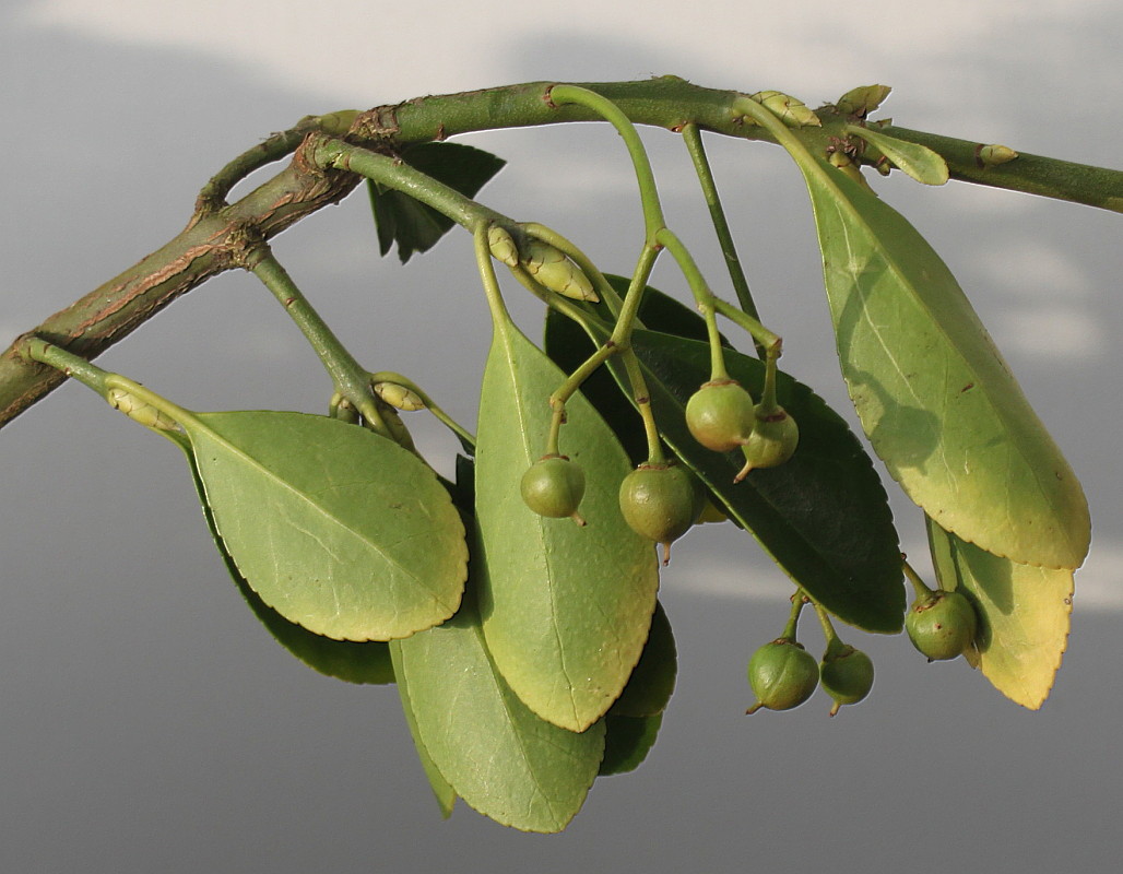 Изображение особи Euonymus fortunei.