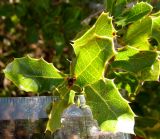 Quercus coccifera. Верхушка молодого побега. Испания, г. Валенсия, резерват Альбуфера (Albufera de Valencia), стабилизировавшаяся дюна, переходная полоса к сосновому лесу. 6 апреля 2012 г.