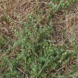 Galium humifusum. Цветущее растение. Ростовская обл., Неклиновский р-н, Носовское с/п, Камышовая балка. 09.08.2012.