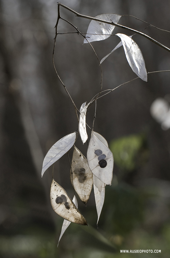 Изображение особи Lunaria rediviva.