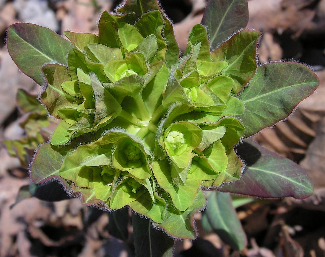 Изображение особи Euphorbia lucorum.