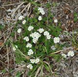 Androsace capitata