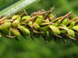 Carex acuta