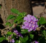 Lantana montevidensis